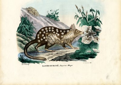 Quoll by Raimundo Petraroja